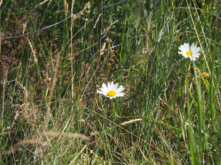 Ferme de la Planche (barefoot path) (België)